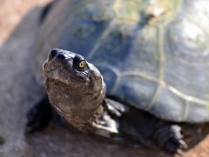 Preview wallpaper tortoise, shell, snout