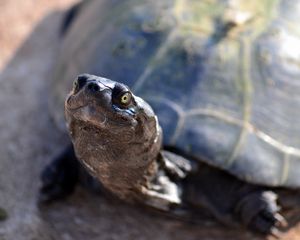 Preview wallpaper tortoise, shell, snout