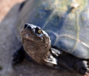 Preview wallpaper tortoise, shell, snout