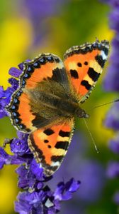 Preview wallpaper tortoiseshell butterfly, butterfly, flowers, close-up