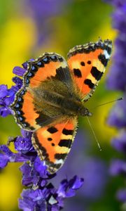 Preview wallpaper tortoiseshell butterfly, butterfly, flowers, close-up