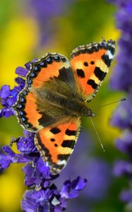 Preview wallpaper tortoiseshell butterfly, butterfly, flowers, close-up