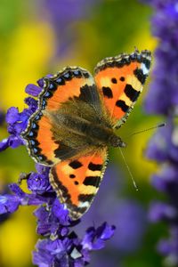 Preview wallpaper tortoiseshell butterfly, butterfly, flowers, close-up