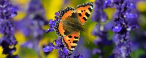 Preview wallpaper tortoiseshell butterfly, butterfly, flowers, close-up