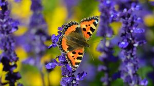 Preview wallpaper tortoiseshell butterfly, butterfly, flowers, close-up