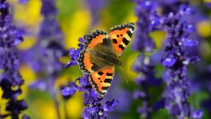 Preview wallpaper tortoiseshell butterfly, butterfly, flowers, close-up