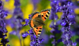 Preview wallpaper tortoiseshell butterfly, butterfly, flowers, close-up