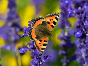Preview wallpaper tortoiseshell butterfly, butterfly, flowers, close-up