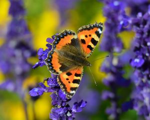 Preview wallpaper tortoiseshell butterfly, butterfly, flowers, close-up