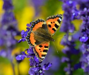 Preview wallpaper tortoiseshell butterfly, butterfly, flowers, close-up