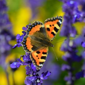 Preview wallpaper tortoiseshell butterfly, butterfly, flowers, close-up