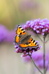 Preview wallpaper tortoiseshell, butterfly, flowers, macro, blur