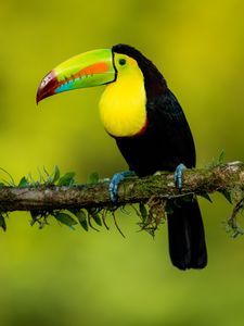 Preview wallpaper toucan, beak, bird, colorful, branch