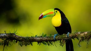 Preview wallpaper toucan, beak, bird, colorful, branch