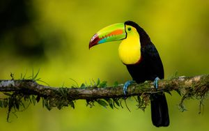 Preview wallpaper toucan, beak, bird, colorful, branch