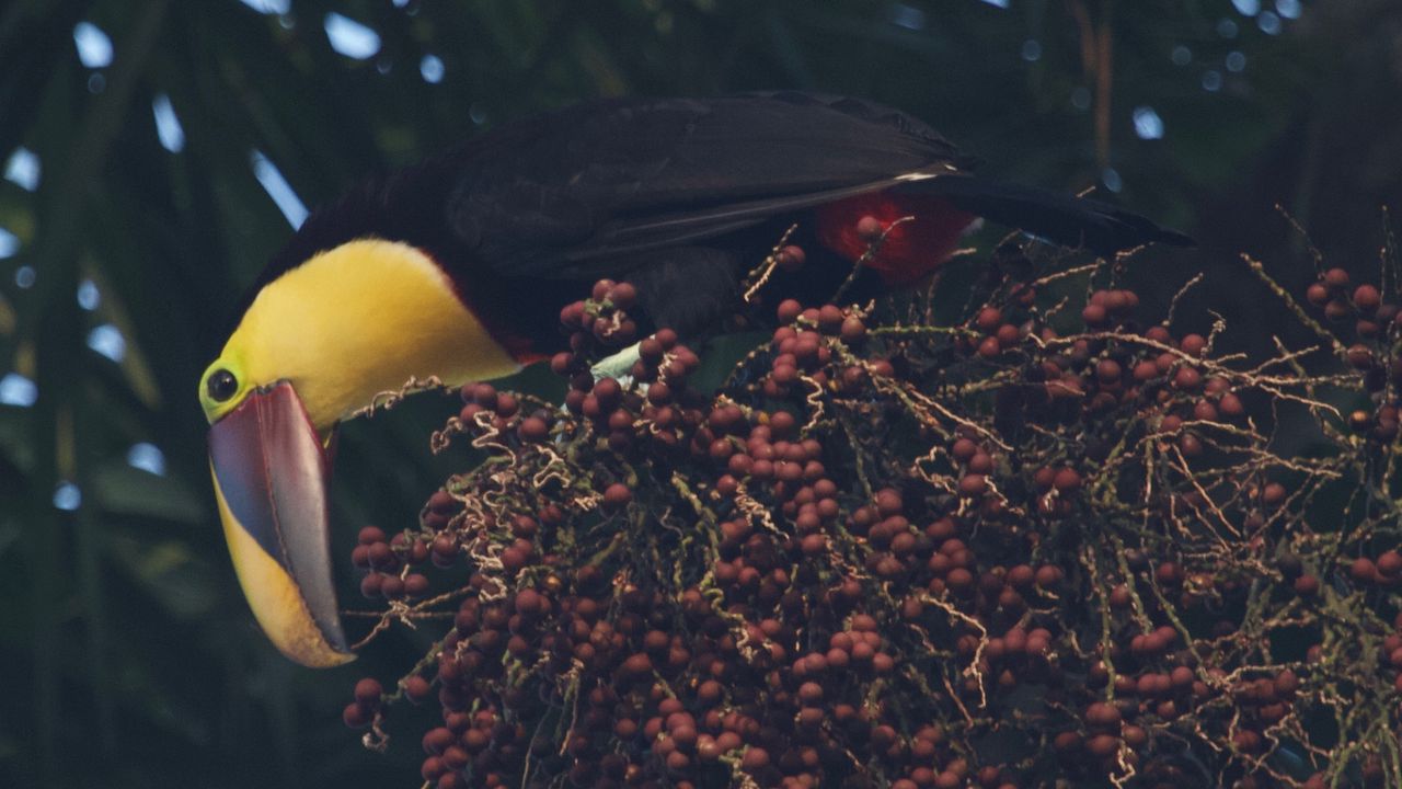 Wallpaper toucan, beak, bird, bottom view