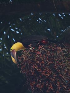 Preview wallpaper toucan, beak, bird, bottom view