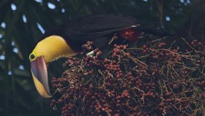 Preview wallpaper toucan, beak, bird, bottom view