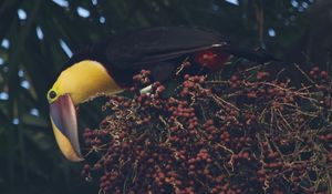 Preview wallpaper toucan, beak, bird, bottom view