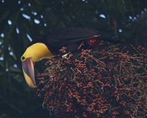 Preview wallpaper toucan, beak, bird, bottom view