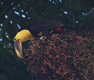 Preview wallpaper toucan, beak, bird, bottom view