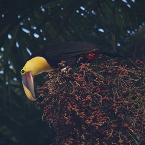 Preview wallpaper toucan, beak, bird, bottom view