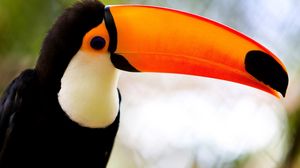 Preview wallpaper toucan, beak, bird, exotic