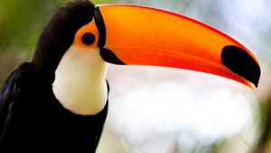 Preview wallpaper toucan, beak, bird, exotic