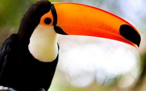 Preview wallpaper toucan, beak, bird, exotic