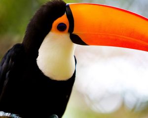 Preview wallpaper toucan, beak, bird, exotic