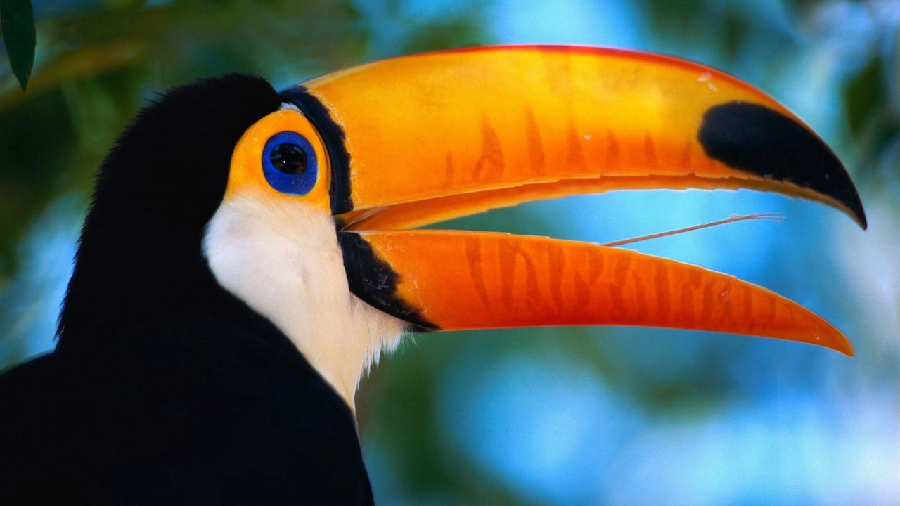 Wallpaper toucan, beak, bird, exotic