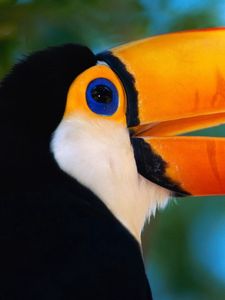 Preview wallpaper toucan, beak, bird, exotic