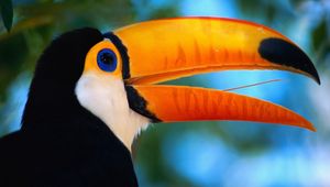 Preview wallpaper toucan, beak, bird, exotic