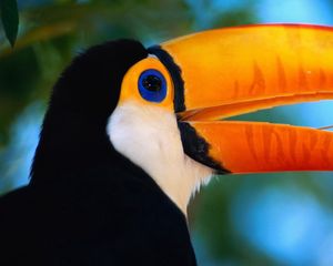 Preview wallpaper toucan, beak, bird, exotic