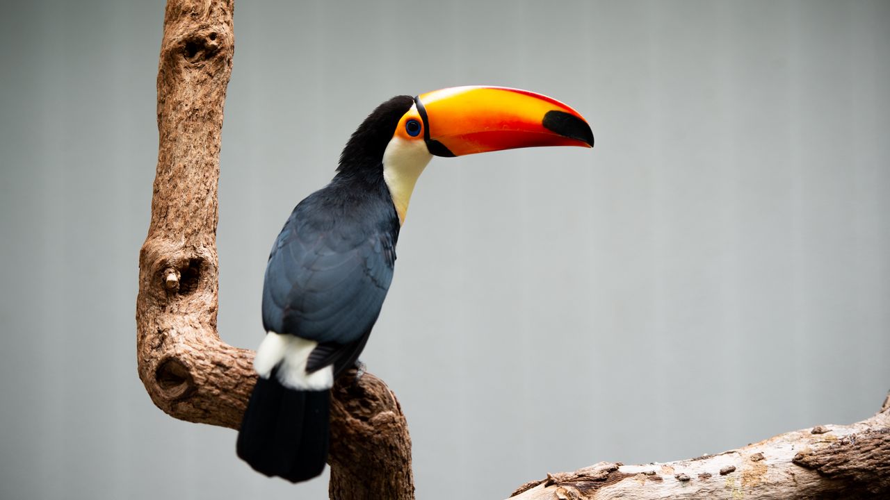Wallpaper toucan, beak, bird, branch