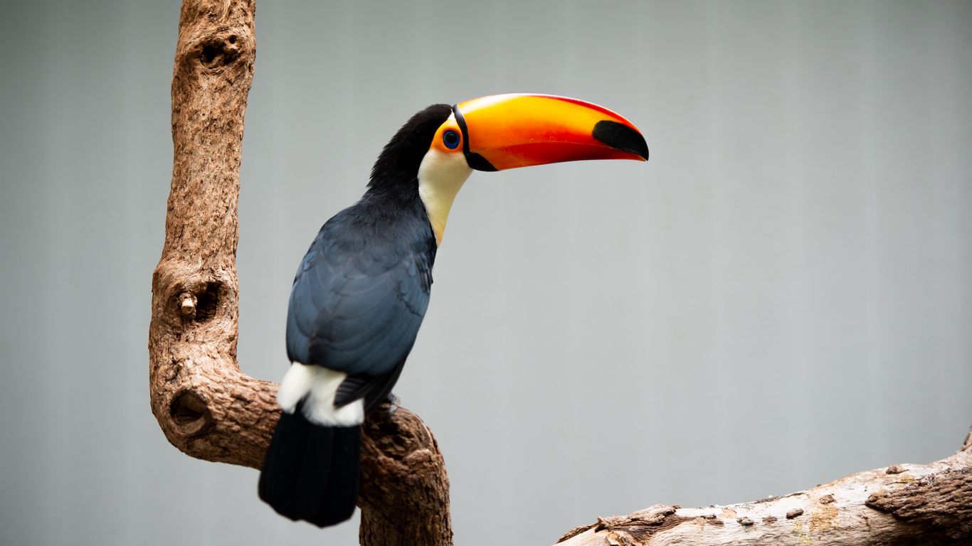 1366x768 Wallpaper toucan, beak, bird, branch