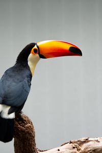 Preview wallpaper toucan, beak, bird, branch