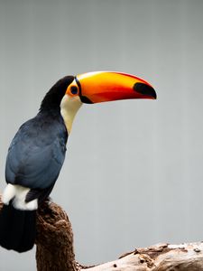 Preview wallpaper toucan, beak, bird, branch