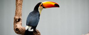 Preview wallpaper toucan, beak, bird, branch