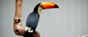 Preview wallpaper toucan, beak, bird, branch