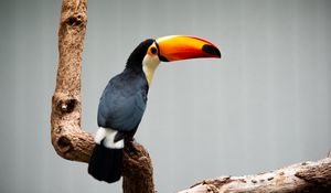 Preview wallpaper toucan, beak, bird, branch