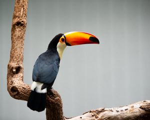 Preview wallpaper toucan, beak, bird, branch