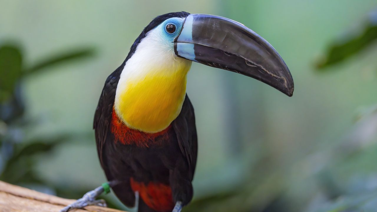 Wallpaper toucan, beak, bird, blur