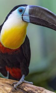 Preview wallpaper toucan, beak, bird, blur