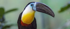 Preview wallpaper toucan, beak, bird, blur