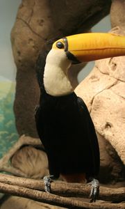Preview wallpaper toucan, beak, bird, sitting