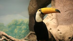 Preview wallpaper toucan, beak, bird, sitting