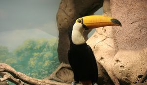 Preview wallpaper toucan, beak, bird, sitting