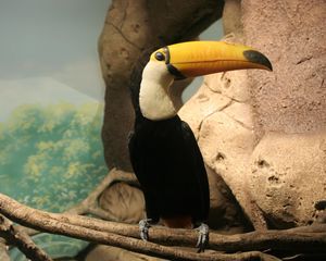 Preview wallpaper toucan, beak, bird, sitting