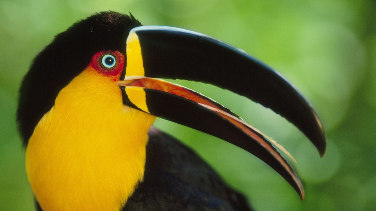 Wallpaper toucan, beak, bird, colorful
